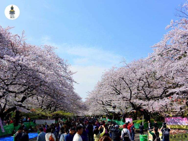 เทศกาลญี่ปุ่น 2569 เทศกาลฮานามิ