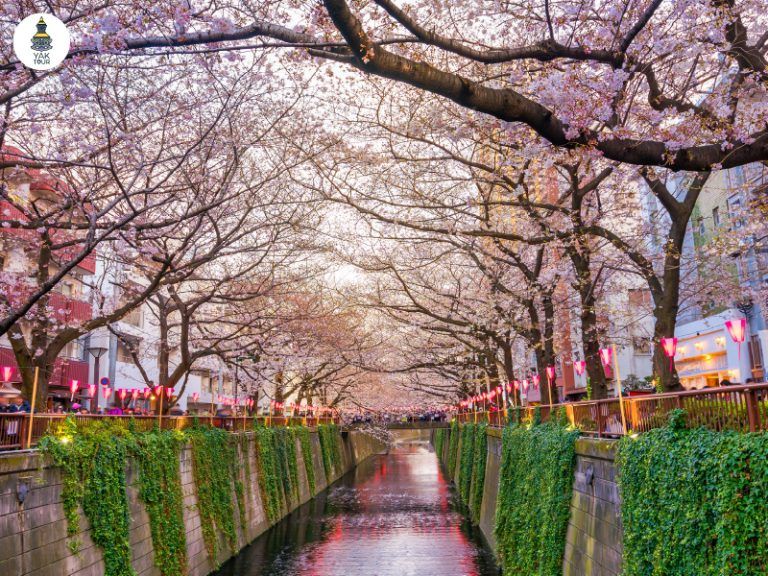 อุโมงค์ซากุระสีชมพู แม่น้ำเมกุโระ จุดชมซากุระยอดนิยมในโตเกียว