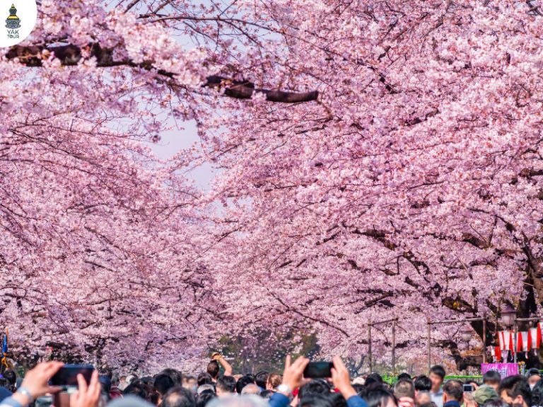 สวนอุเอโนะเป็นพิกัดชมซากุระยอดนิยมอันดับต้น ๆ ของโตเกียว