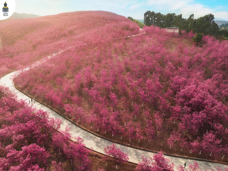 หุบเขาซากุระหยีเหลียง Yiliang Sakura Valley จุดชมซากุระคุนหมิง ทุ่งซากุระสีชมพูบานสะพรั่ง
