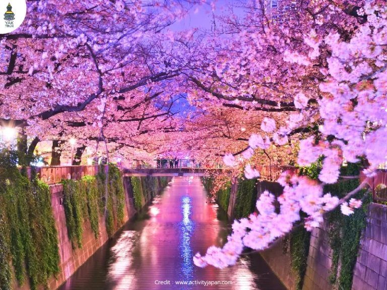 ต้นซากุระบานตลอดริมสองฝั่งแม่น้ำเมกุโระกว่า 800 ต้น