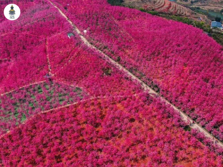 ซากุระกว่า 3 แสนต้นที่หุบเขาซากุระหยีเหลียง