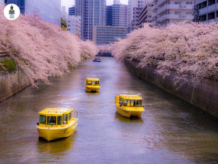 ล่องเรือชมซากุระกลางแม่น้ำเมกุโระ โตเกียว