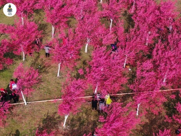 หุบเขาซากุระหยีเหลียง บานสะพรั่งสีชมพูทั่วทั้งหุบเขา