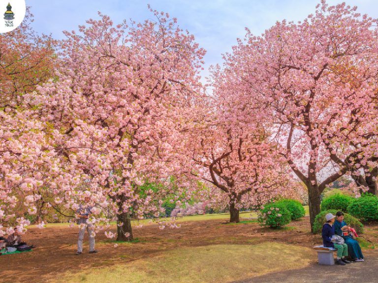 สวนชินจูกุเกียวเอน จุดชมดอกซากุระที่มีต้นซากุระบานสะพรั่งมากกว่า 1,000 ต้น