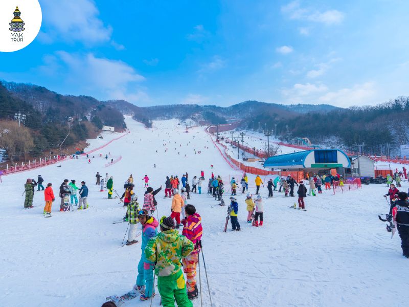 ยางจิ ไพน์ รีสอร์ท (Yangji Pine Resort Ski Valley) จ.คยองกี