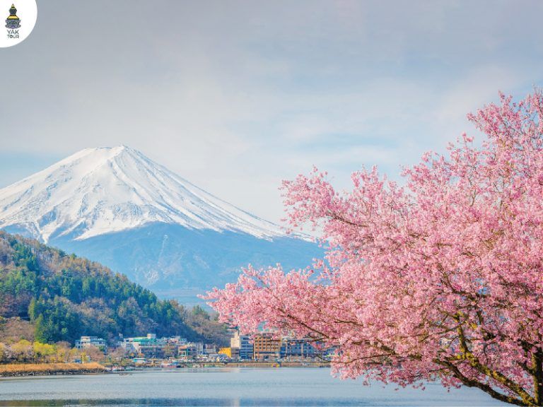 ทะเลสาบคาวากุจิโกะ ชมซากุระพร้อม ภูเขาไฟฟูจิ