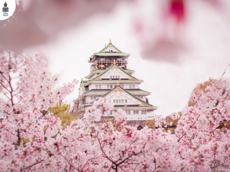 รอบปราสาทโอซาก้าจะเต็มไปด้วยดอกซากุระบานสะพรั่ง