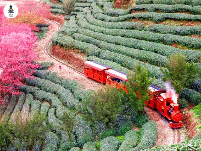 ซากุระสวนหยงฟู่ ฝูเจี้ยน วิวหุบเขาและไร่ชาสีเขียว