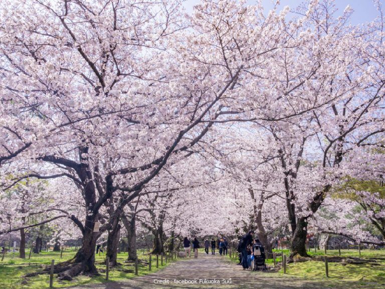 จุดชมซากุระที่สวนสาธารณะไมซุรุ (Maizuru Park)