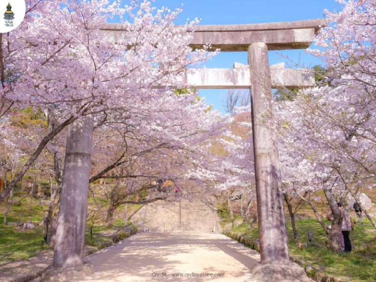 ศาลเจ้าคามาโดะ รายล้อมด้วยธรรมชาติและต้นซากุระ