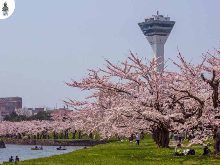 ป้อมโกเรียวคาคุ ล้อมรอบด้วยต้นซากุระนับพันต้น