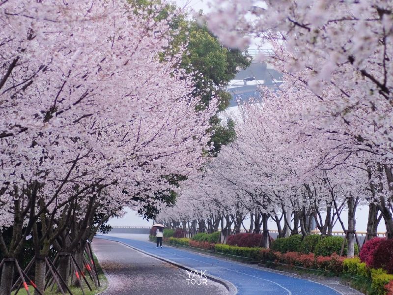 ถนน Wentao Road หังโจว อุโมงค์ซากุระจีนเลียบแม่น้ำเฉียนถัง