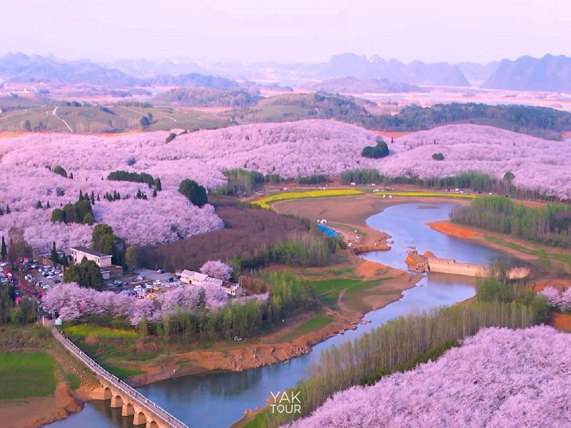สวนซากุระผิงป้า มณฑลกุ้ยโจว ซากุระจีนบานสะพรั่งกว่า 7 แสนต้น