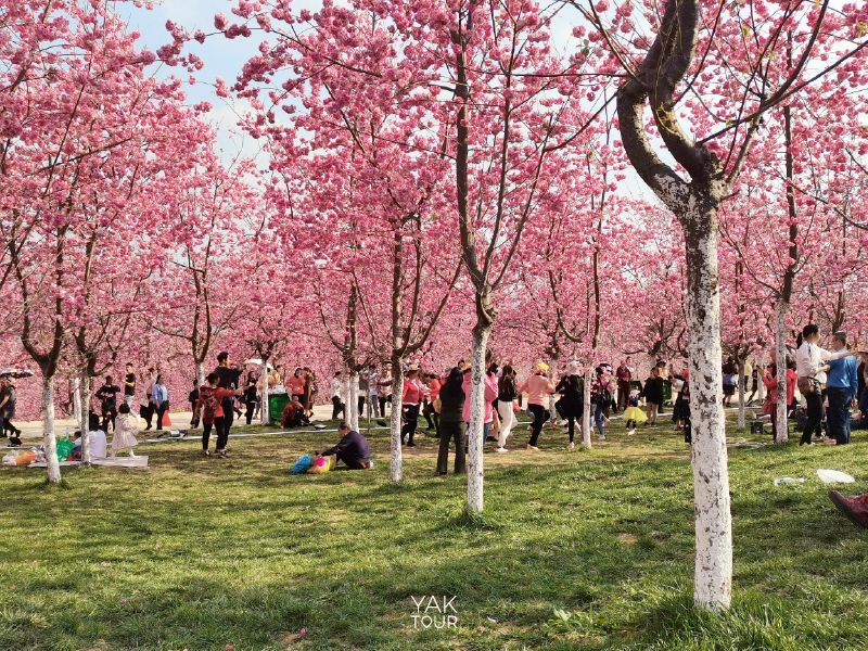 หุบเขาซากุระหยีเหลียง คุนหมิง ภูเขาสีชมพูจากซากุระจีนหลายแสนต้น