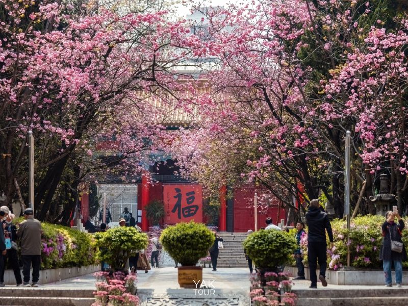 วัดหยวนทง คุนหมิง ซากุระจีนบานรอบวัดโบราณบรรยากาศสงบ