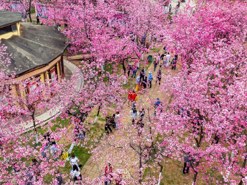 สวนหยวนทงซัน คุนหมิง อุโมงค์ซากุระจีนสีชมพูใจกลางเมือง