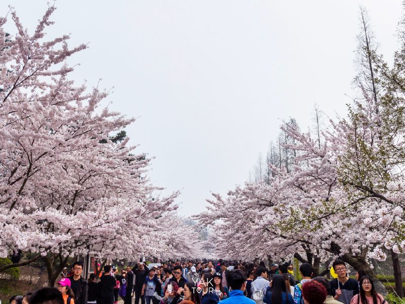 สวนจงซาน ชิงเต่า ถนนซากุระจีนริมทะเล บรรยากาศโรแมนติก