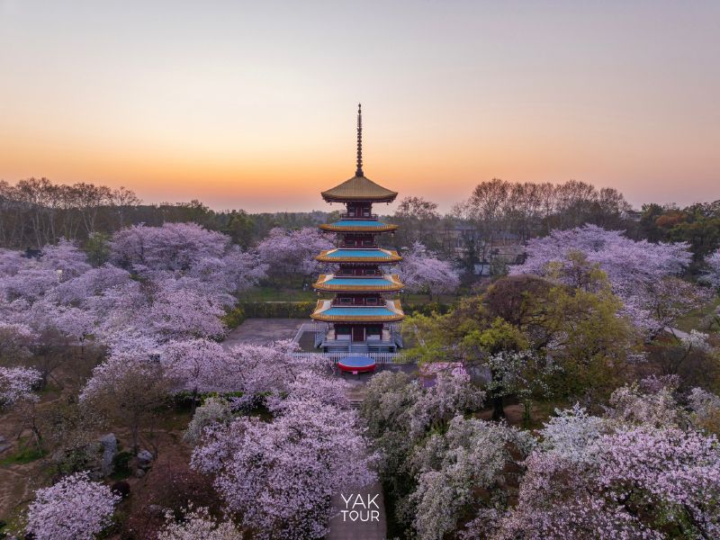 ทะเลสาบตงหู อู่ฮั่น ซากุระจีนริมทะเลสาบยามค่ำคืน