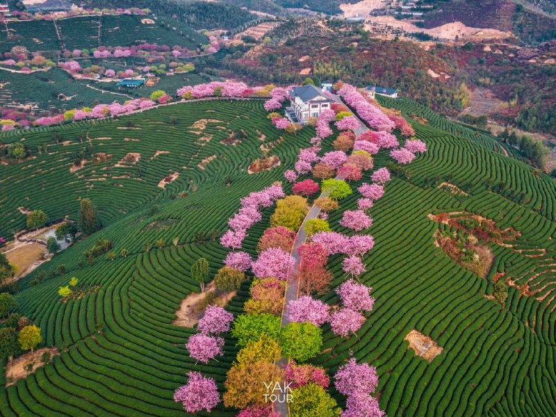 สวนซากุระหยงฟู่ จางผิง ซากุระจีนท่ามกลางไร่ชาสีเขียว