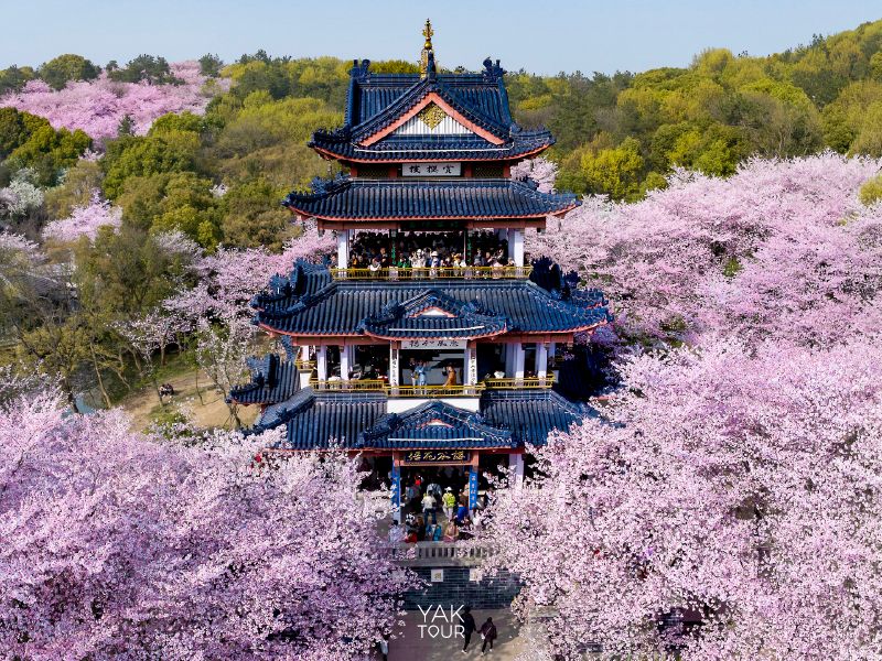 เกาะหยวนโถว อู๋ซี ซากุระจีนริมทะเลสาบไท่หู สไตล์เกียวโต