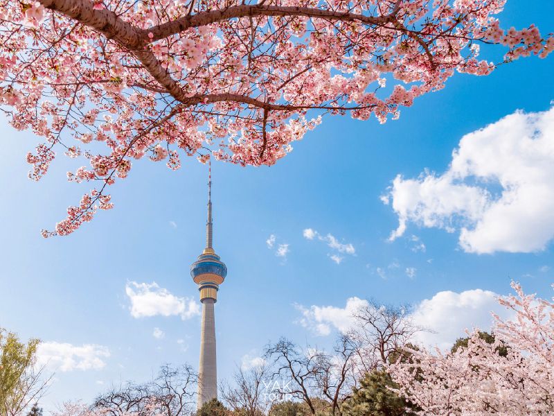 สวนยวี่หยวนถาน ปักกิ่ง ซากุระจีนบานสะพรั่งริมทะเลสาบเมืองหลวง