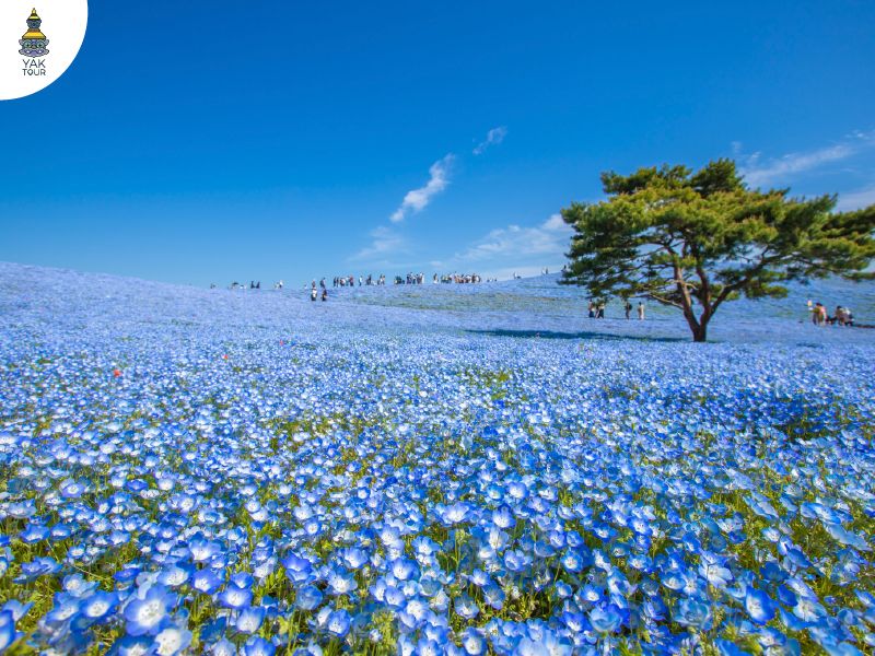 สวนฮิตาชิ ซีไซด์ พาร์ค ทุ่งดอกเนโมฟีลา ที่เที่ยวญี่ปุ่นฤดูใบไม้ผลิ