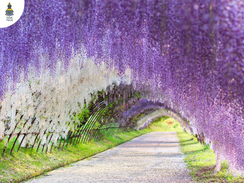 อุโมงค์ดอกวิสทีเรีย คาวาจิ ฟุกุโอกะ ดอกไม้บานปีละครั้ง