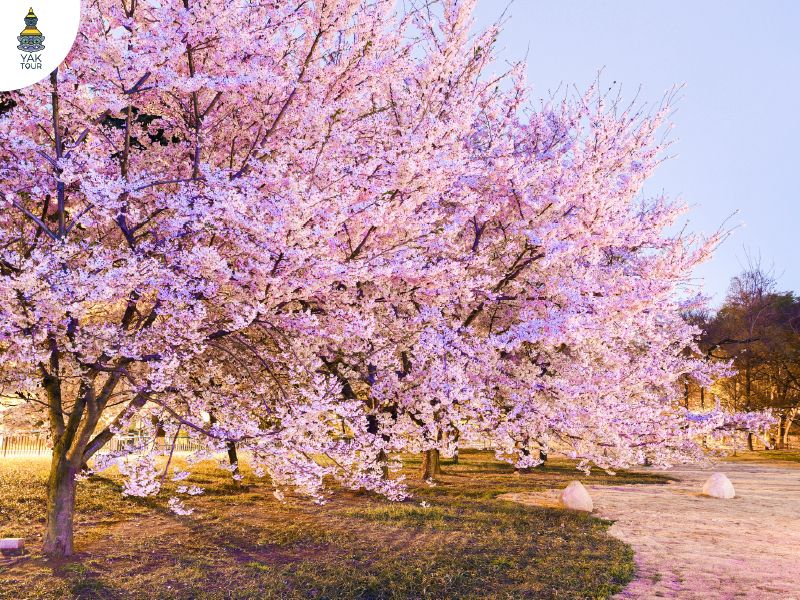 สวนจงซาน ชิงเต่า ดอกไม้และซากุระตามฤดูกาล