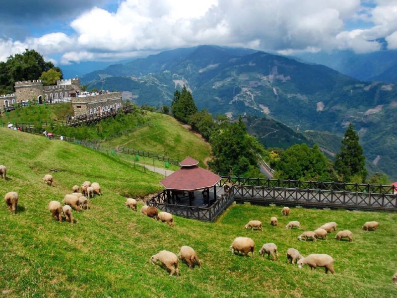 ทัศนียภาพทางเดินลอยฟ้า Skywalk ของเขาชิงจิ้ง ประเทศไต้หวันบนภูเขาสูงที่มีฝูงแกะเดินเล่นบนทุ่งหญ้าสีเขียวและวิวเทือกเขาสลับซับซ้อน