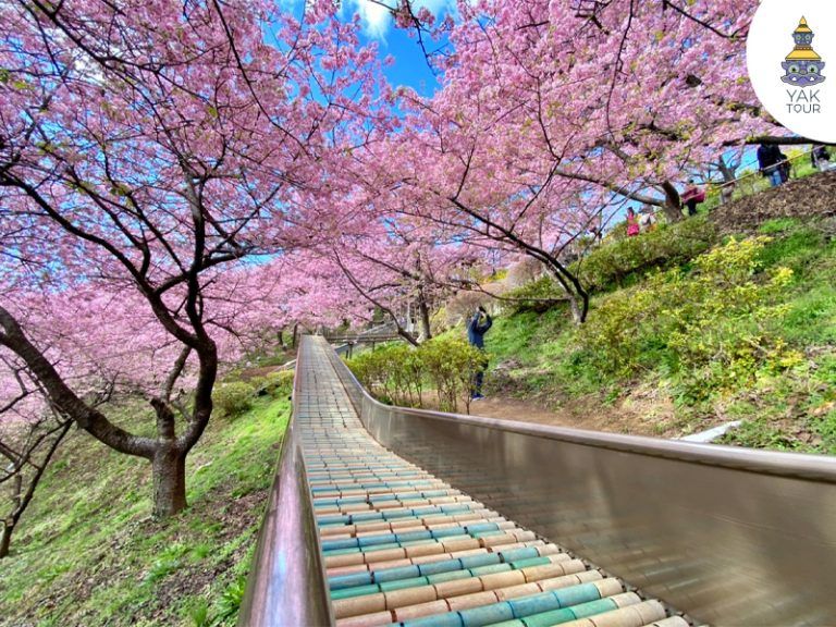 ทางเดินชมซากุระในสวนนิชิฮิระบะทะเกะ เมืองมัตสึดะ ประเทศญี่ปุ่น