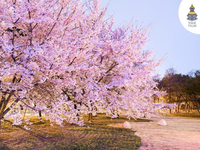 สวนจงซาน-ชิงเต่า-ฤดูใบไม้ผลิ