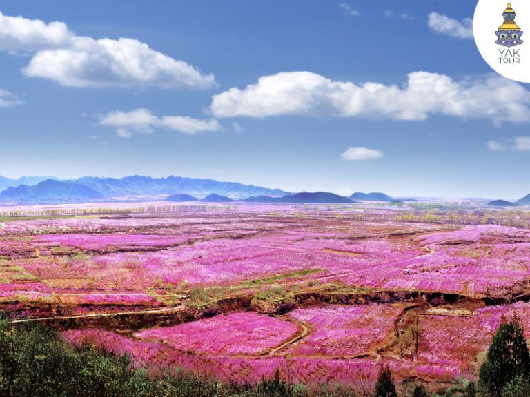 วิวมุมสูงทะเลดอกท้อ ผิงกู่ แหล่งชมดอกไม้ชื่อดังของจีน