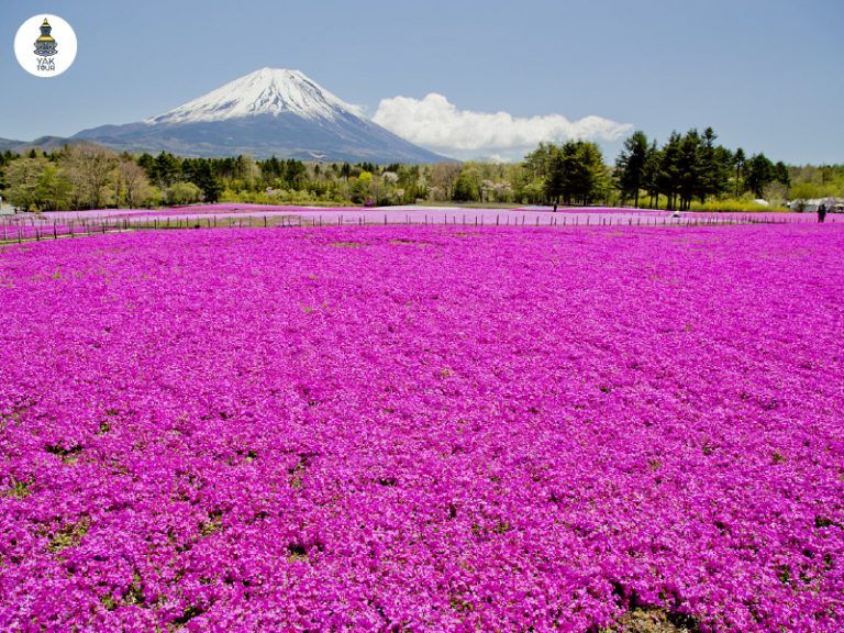 ทุ่งดอกชิบะซากุระ หรือพิงค์มอส บานสะพรั่งที่ฟูจิโมโตสุโกะรีสอร์ท ปี 2026