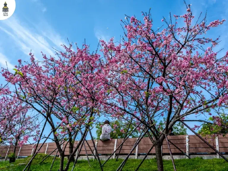 สวนเล่อหัว ไทเป จุดชมซากุระไต้หวัน 2026 เดินทางง่ายในเมือง