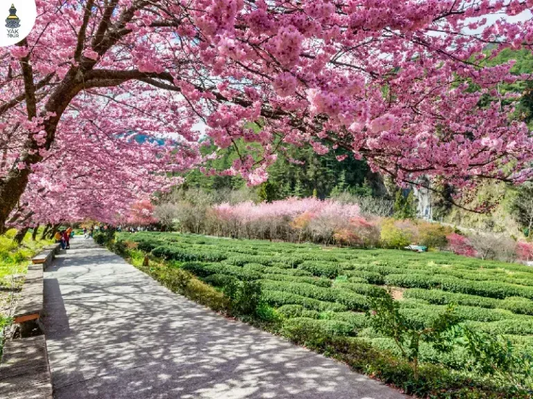 ซากุระไต้หวัน 2026 ที่อู่เฟิง ไถจง ซากุระบานตามไหล่เขาและไร่ชา