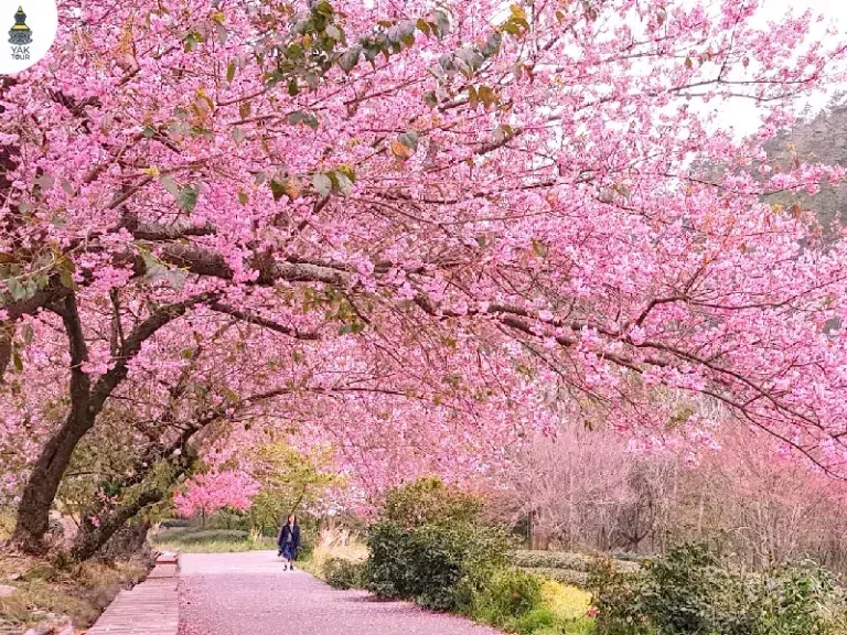 ฟาร์มอู่หลิง แหล่งชมซากุระไต้หวัน 2026 ซากุระกว่า 20,000 ต้นกลางหุบเขา