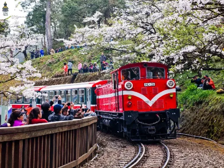 ซากุระไต้หวัน 2026 ที่อุทยานแห่งชาติอาลีซาน รถไฟโบราณวิ่งผ่านอุโมงค์ซากุระสีชมพู