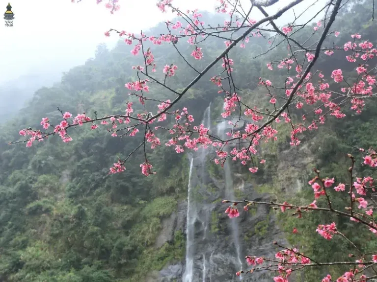 น้ำตกอู่ไหล จุดชมซากุระไต้หวัน 2026 ใกล้ไทเป วิวน้ำตกคู่ดอกซากุระ