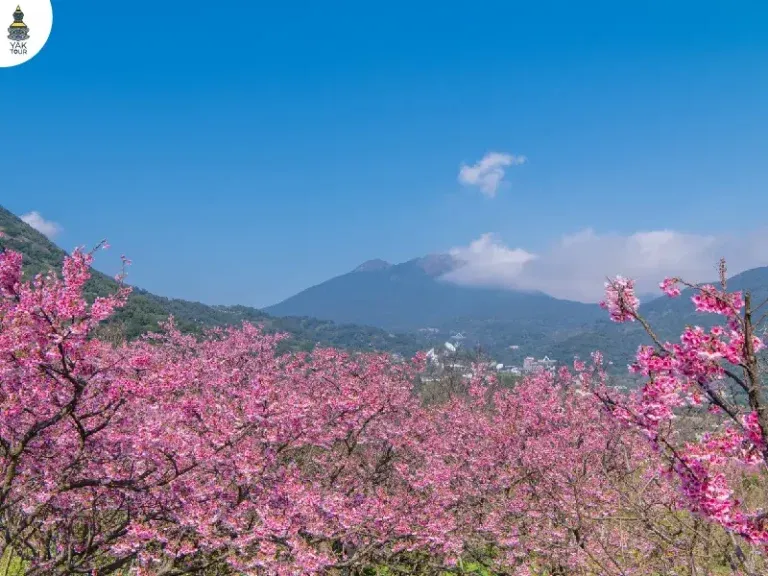 หยางหมิงซาน จุดชมซากุระไต้หวัน 2026 ใกล้ไทเป ซากุระบานตามแนวเขา