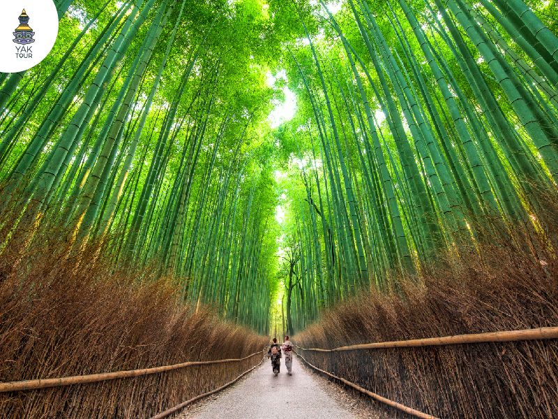 เส้นทางป่าไผ่อาราชิยามะ ประเทศญี่ปุ่น