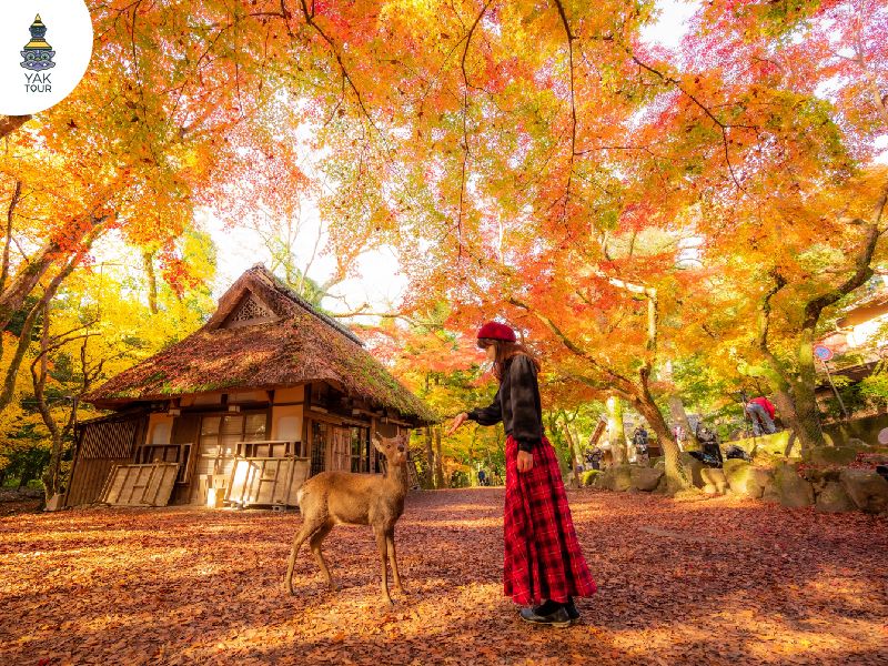 สวนกวางนารา ในประเทศญี่ปุ่น