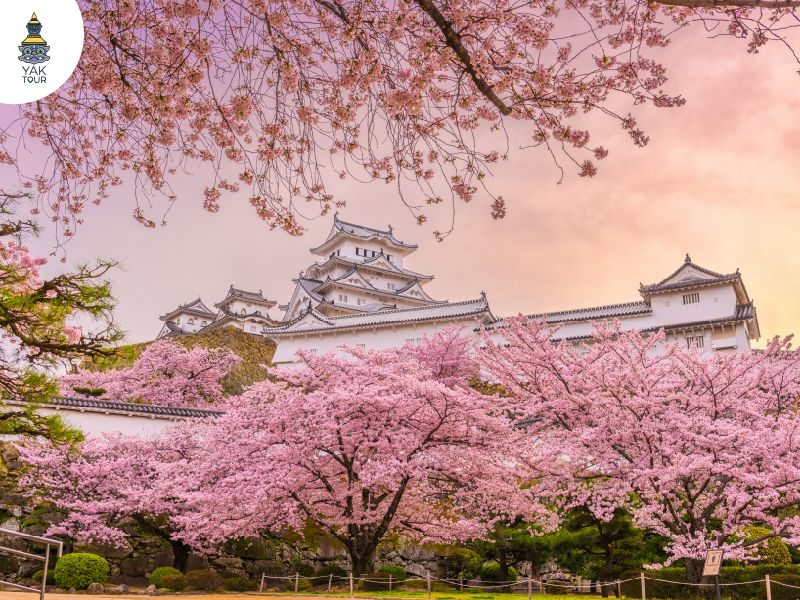 ปราสาทฮิเมจิ ประเทศญี่ปุ่น ท่ามกลางต้นซากุระ