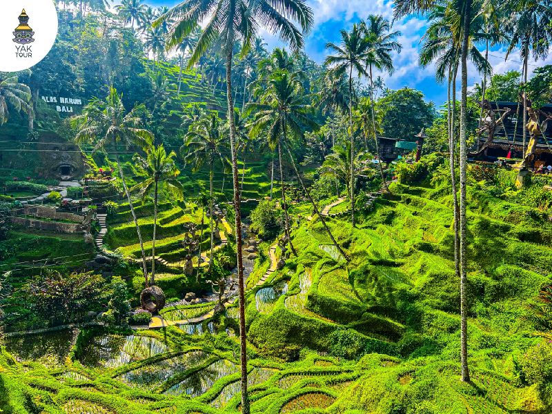 นาข้าวเทกาลาแลง อูบุด บาหลี นาขั้นบันไดสีเขียวมรกต
