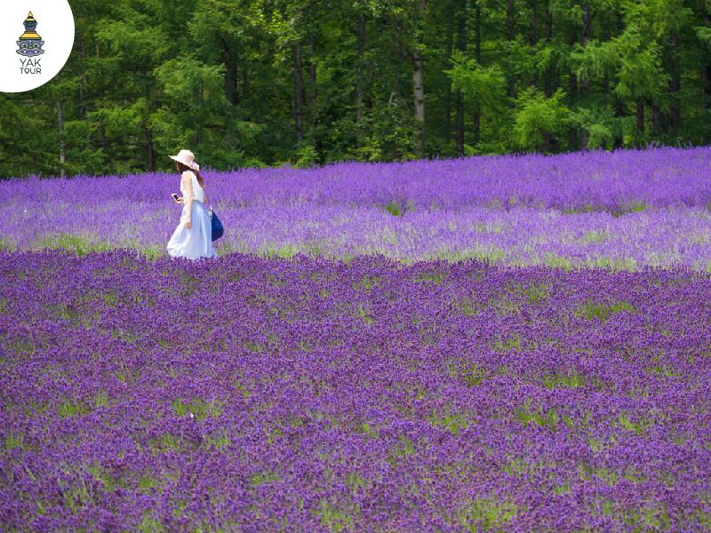 ทุ่งลาเวนเดอร์ ในจังหวัดฟุราโนะ ประเทศญี่ปุ่น