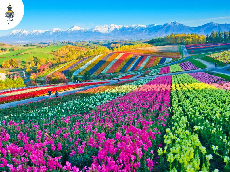 เนินเขาพาโนรามาที่เต็มไปด้วยดอกไม้ในบิเอะ