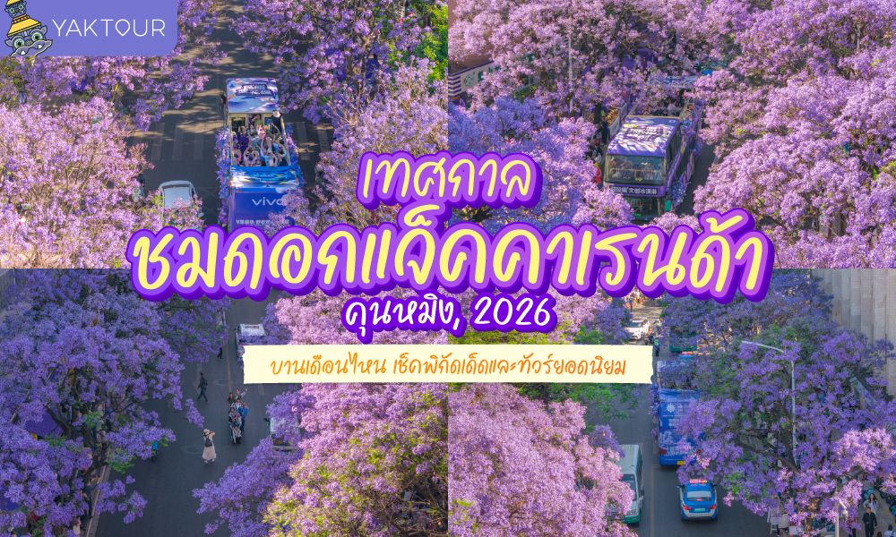 รูปปก เทศกาลชมดอกแจ็คคาเรนด้า คุนหมิง 2026 เช็คพิกัดอุโมงค์ดอกไม้สีม่วง