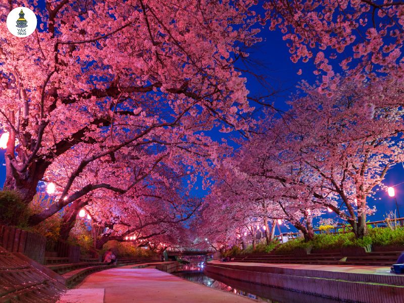 ทางเดินเลียบแม่น้ำเมกุโระ กับซากุระบานเต็มที่