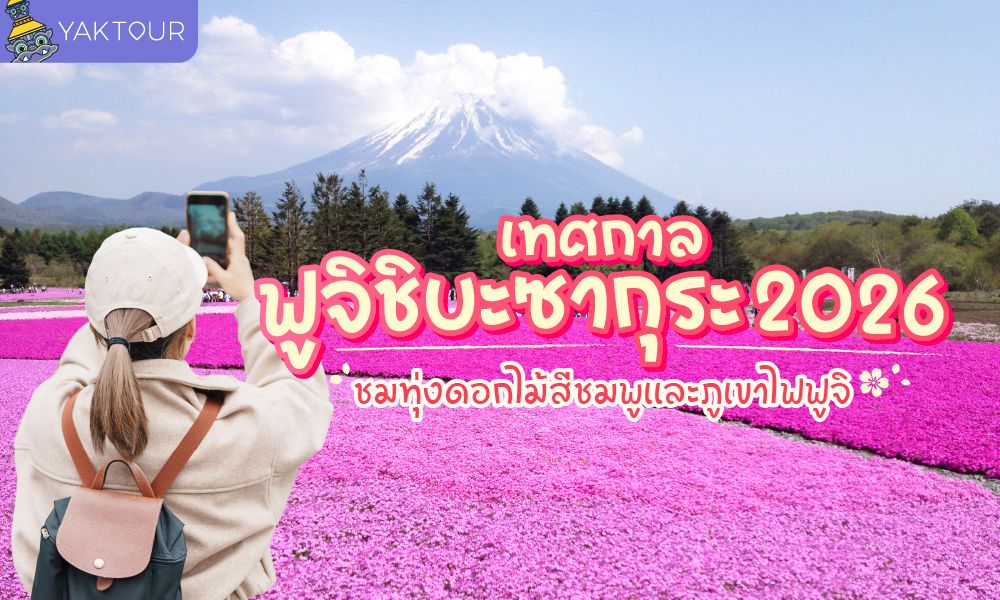 เทศกาลฟูจิชิบะซากุระ 2569 / 2026 ทุ่งพิงค์มอสสีชมพูคู่ภูเขาไฟฟูจิ