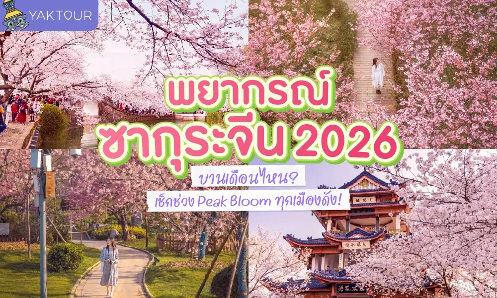 พยากรณ์ซากุระจีน 2026 รวมพิกัดเมืองดังที่สวยที่สุด พร้อมช่วงวันที่ดอกไม้บานเต็มที่ 100%